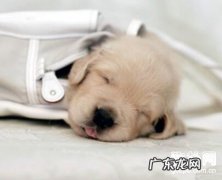 【狗狗呕吐该怎么办】狗狗呕吐的缘故及应对措施