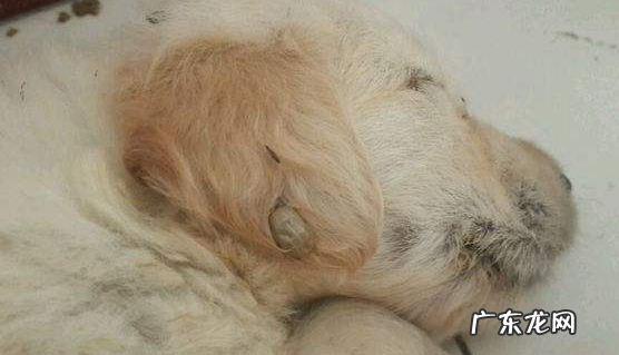 蜱虫叮咬病症,蜱虫图片及治疗方法