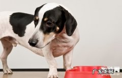 【小狗角膜溃疡病症】犬角膜溃疡缘故|确诊|防止及治疗方法