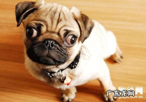 教你如何识别小狗焦虑抑郁症