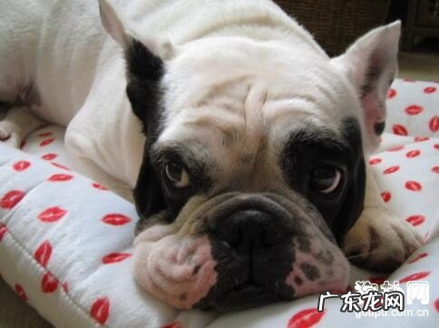 教你如何识别小狗焦虑抑郁症