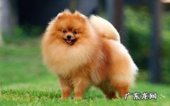 博美的的身上有创口能冼澡吗