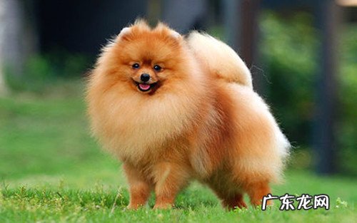 博美的的身上有创口能冼澡吗