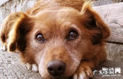 【狗狗结膜炎病症】犬结膜炎缘故|确诊|防止及治疗方法