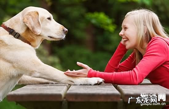 【小狗髋关发育不良病症】髋关发育不良缘故|确诊|防止及治疗方法