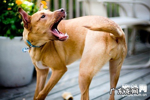 【狂犬病毒主要症状】狂犬病毒缘故|确诊|防止及治疗方法