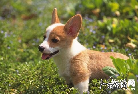 根据排便来观察小狗的健康问题