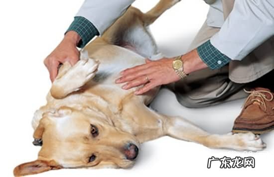 【小狗子宫肌瘤病症】犬子宫肌瘤缘故|确诊|防止及治疗方法