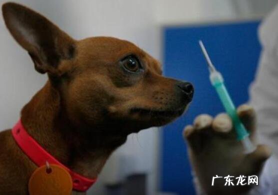 注入狂犬病疫苗有哪些不良反应