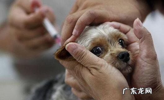 注入狂犬病疫苗有哪些不良反应