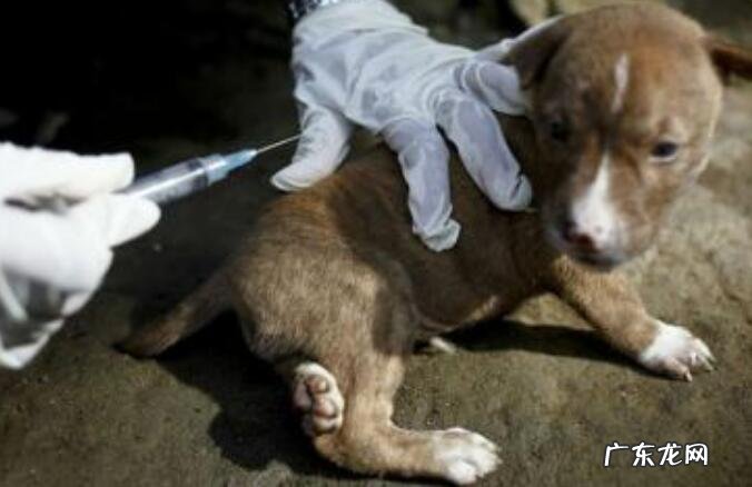 注入狂犬病疫苗有哪些不良反应