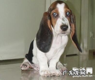 【小狗慢性肾衰竭病症】犬慢性肾衰竭缘故|确诊|防止及治疗方法