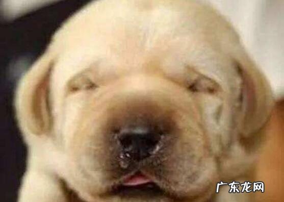 狗狗流鼻涕吃什么药好