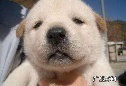 狗狗流鼻涕吃什么药好