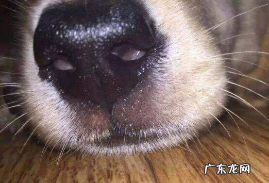 狗狗流鼻涕吃什么药好