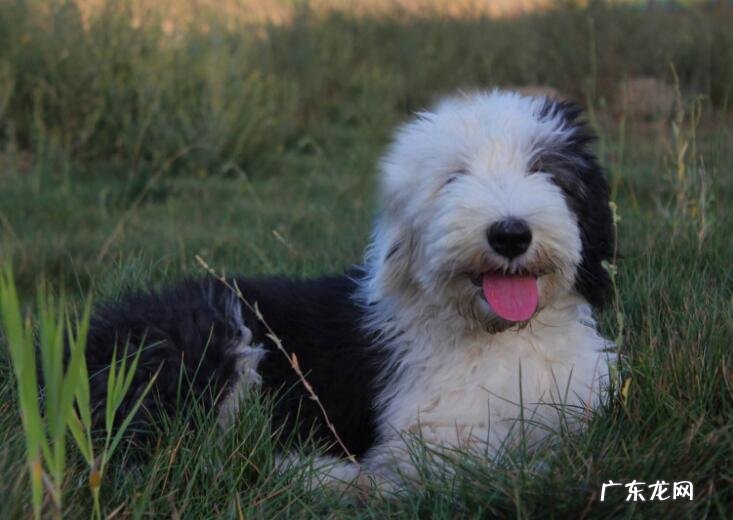 小狗一直打喷嚏该怎么办,狗狗打喷嚏的根本原因