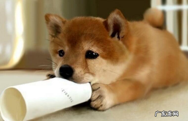 小狗一直打喷嚏该怎么办,狗狗打喷嚏的根本原因