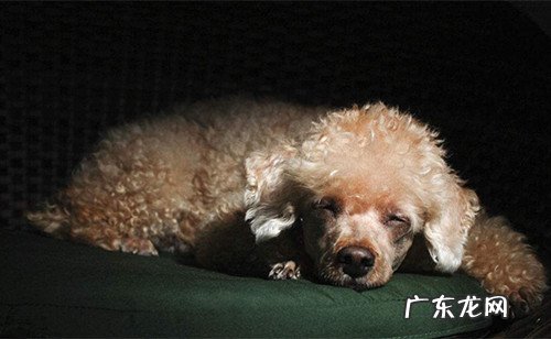 迷你贵宾腹泻有血该如何解决好