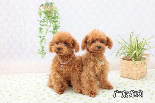 迷你贵宾腹泻有血该如何解决好