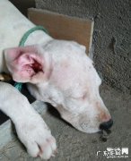 10个防止犬瘟合理的方式