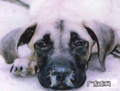 犬瘟末期的治疗方法