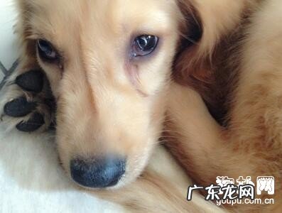 犬瘟初期应当如何治疗?