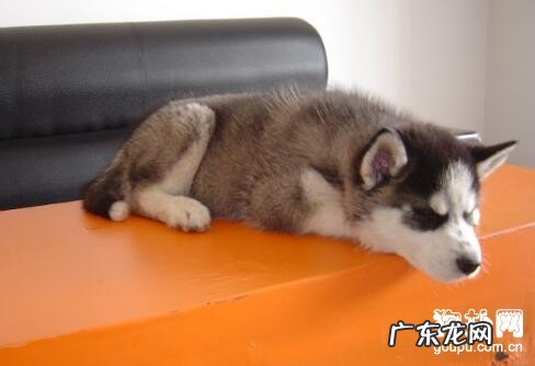 犬瘟的病症有什么