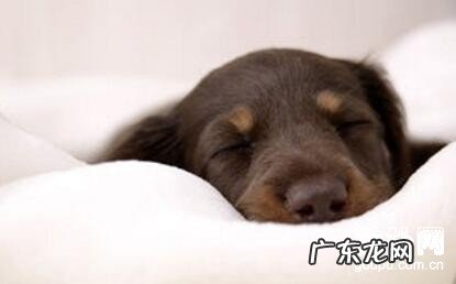 狗狗感冒了吃啥?