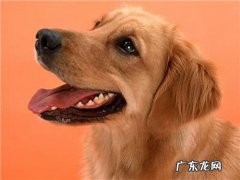 金毛狗狗的双眼内眼圈发红，金毛狗狗双眼里面发红