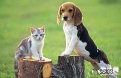 【小狗角膜炎症状】犬角膜炎缘故|确诊|防止及治疗方法