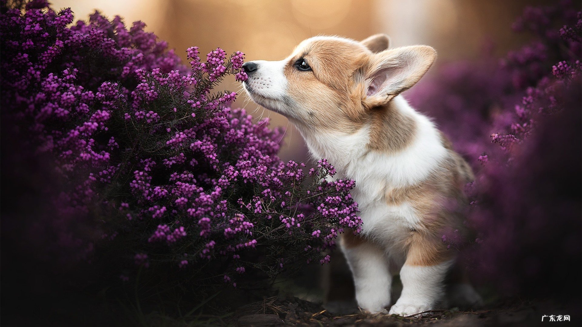 日本瘦腿袜怎么看真假:怎样辨别浪沙袜子的真假?