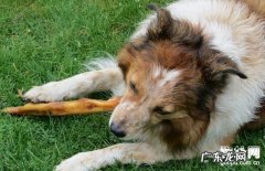 【犬急性肾衰竭病症】小狗急性肾衰竭缘故|确诊|防止及治疗方法