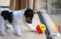 【犬急性胰腺炎病症】小狗急性胰腺炎缘故|确诊|防止及治疗方法