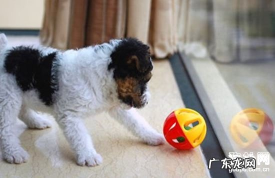 【犬急性胰腺炎病症】小狗急性胰腺炎缘故|确诊|防止及治疗方法