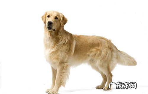 金毛狗狗发烧感冒打什么针,金毛狗狗发烧感冒务必注入吗