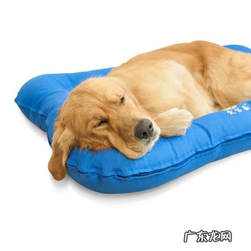 金毛狗狗发烧感冒打什么针,金毛狗狗发烧感冒务必注入吗