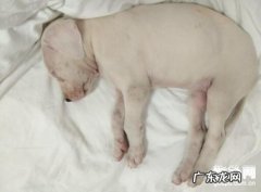什么叫犬瘟热病毒