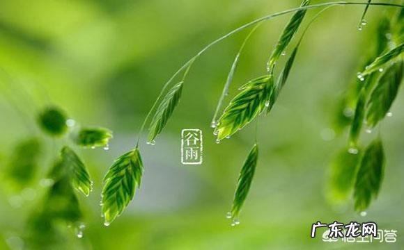 什么食物既能保肝护肝,又能防止肝脏被伤害呢