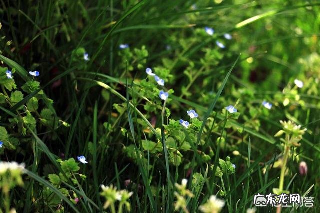 什么食物既能保肝护肝,又能防止肝脏被伤害呢