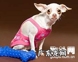 狗狗感冒如何预防