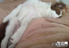 狗狗感冒如何预防