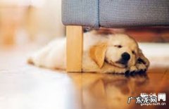 【犬皮肤过敏病症】小狗皮肤过敏缘故|确诊|防止及治疗方法