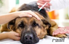 【犬蛔虫病病症】小狗寄生虫缘故|确诊|防止及治疗方法