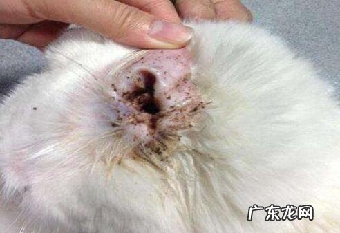 狗狗耳螨如何治疗?初学者父母必读!