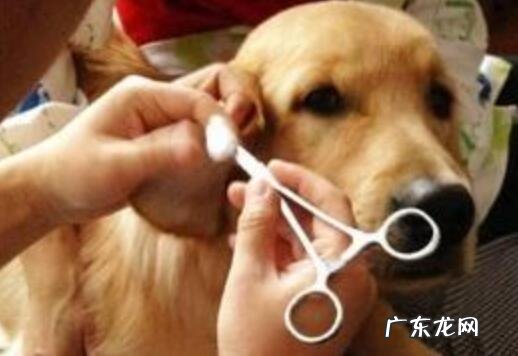 狗狗耳螨如何治疗?初学者父母必读!