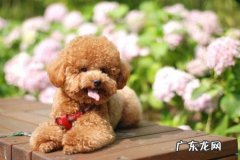 小泰迪生病一天不要吃物品应该怎么办