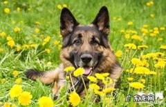 【犬肺炎症状】狗狗肺炎缘故|确诊|防止及治疗方法