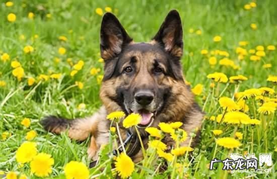 【犬肺炎症状】狗狗肺炎缘故|确诊|防止及治疗方法