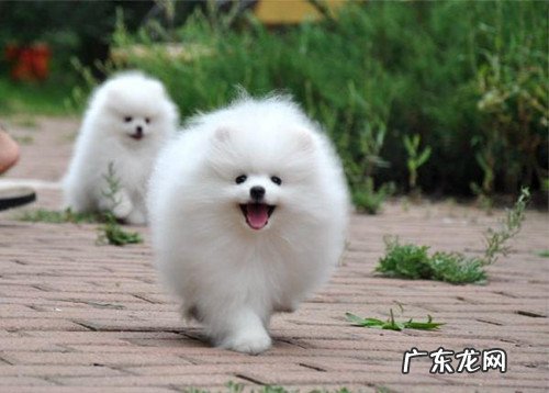 博美吃撑拉肚子,博美吃过多拉肚子吗