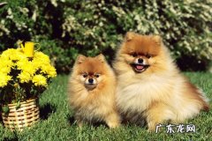 博美吃撑拉肚子，博美吃过多拉肚子吗